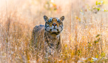 Golden Triangle of Madhya Pradesh 5 Nights / 6 Days